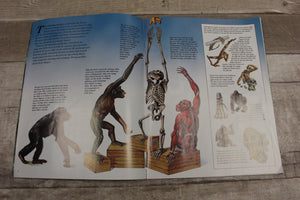 Zoobooks Magazine: Apes -Used