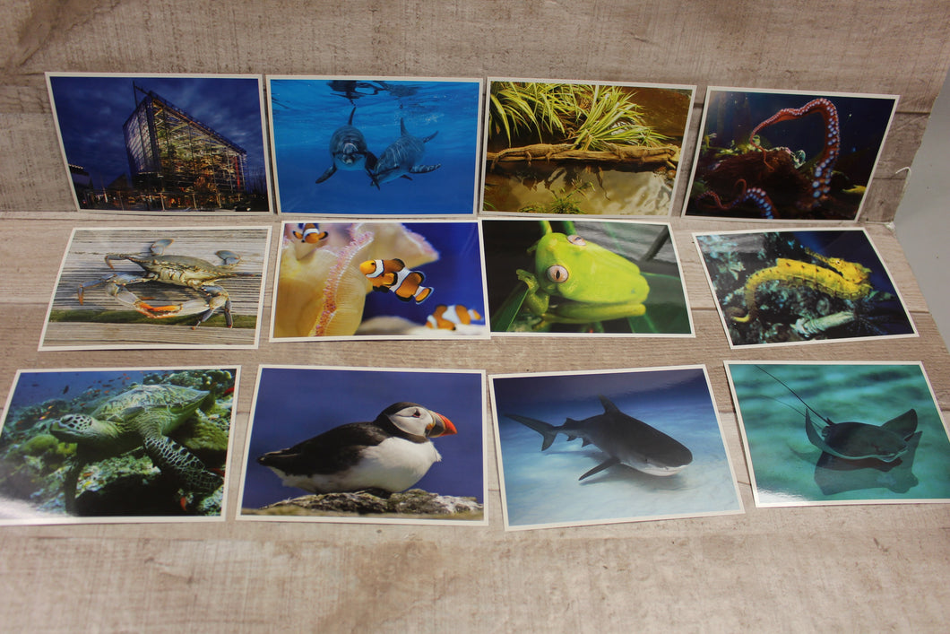 National Aquarium in Baltimore - Collection of 12 Postcards - New Opened